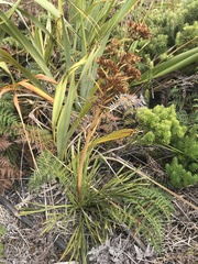 Aciphylla traversii