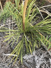 Aciphylla traversii