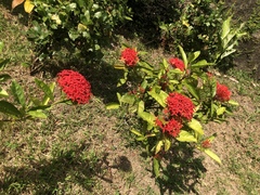 Ixora casei