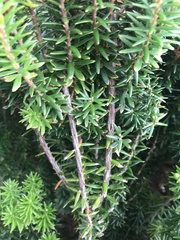 Leptecophylla robusta