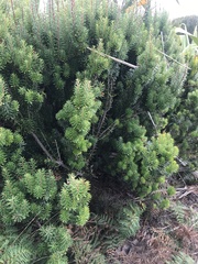 Leptecophylla robusta