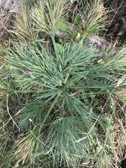 Aciphylla dieffenbachii