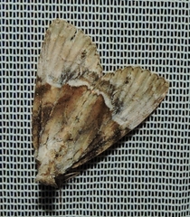 Alophosoma emmelopis