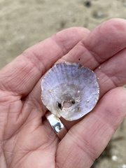 Pododesmus macrochisma