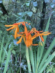Crocosmia aurea aurea