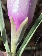 Ipomoea oenotheroides