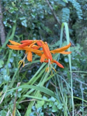 Crocosmia aurea aurea