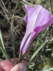 Ipomoea oenotheroides