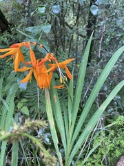 Crocosmia aurea aurea