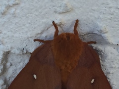 Anisota virginiensis