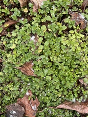 Veronica persica