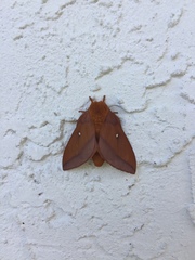 Anisota virginiensis