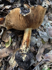 Cortinarius vellingae