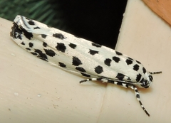 Ethmia clytodoxa