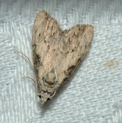 Nola pleurochorda