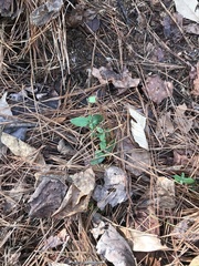 Stellaria pubera