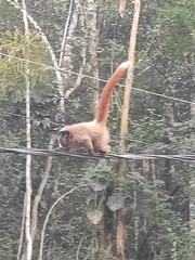 Callicebus nigrifrons