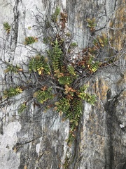 Veronica chathamica