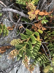 Veronica chathamica