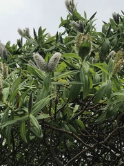 Veronica dieffenbachii