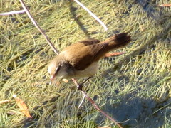 Acrocephalus gracilirostris gracilirostris