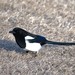Black-billed Magpie - Photo (c) Johnal Palahniuk, some rights reserved (CC BY-NC), uploaded by Johnal Palahniuk