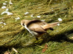 Acrocephalus gracilirostris gracilirostris