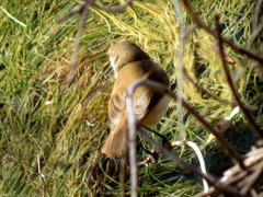 Acrocephalus gracilirostris gracilirostris