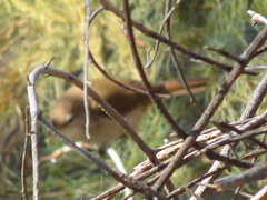 Acrocephalus gracilirostris gracilirostris