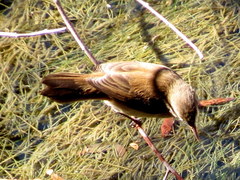 Acrocephalus gracilirostris gracilirostris