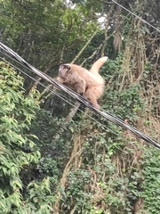 Callicebus nigrifrons