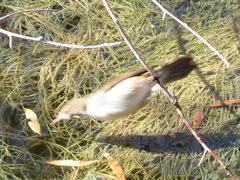 Acrocephalus gracilirostris gracilirostris