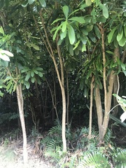 Pseudopanax chathamicus