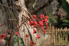 Clerodendrum trichotomum