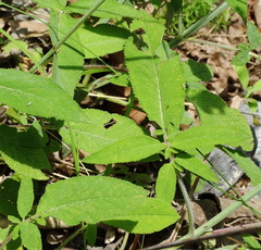 Salvia ringens