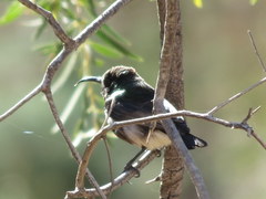 Cinnyris fuscus fuscus