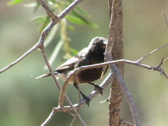 Cinnyris fuscus fuscus