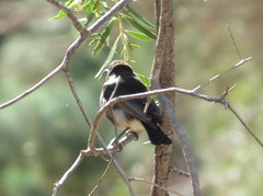 Cinnyris fuscus fuscus