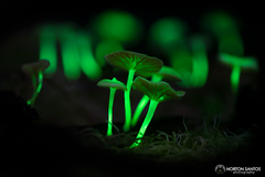 Mycena lucentipes