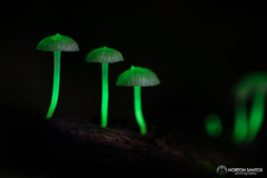 Mycena lucentipes