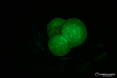 Mycena lucentipes