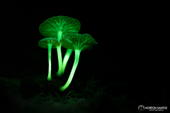 Mycena lucentipes