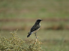 Oenanthe pleschanka