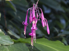 Fuchsia tillettiana