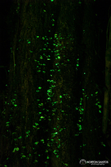 Gerronema viridilucens