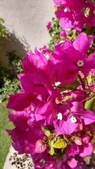 Bougainvillea