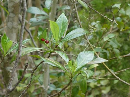 Image of Psychotria ligustrifolia by (c) Alison Copeland, some rights reserved (CC BY)
