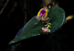 Lepanthes