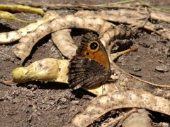 Haywardella edmondsii