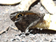 Haywardella edmondsii